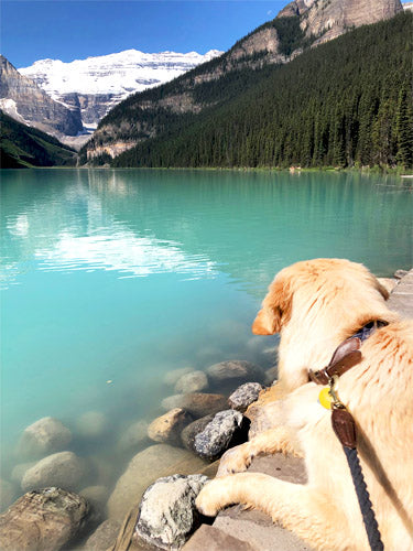 lake louise with dog