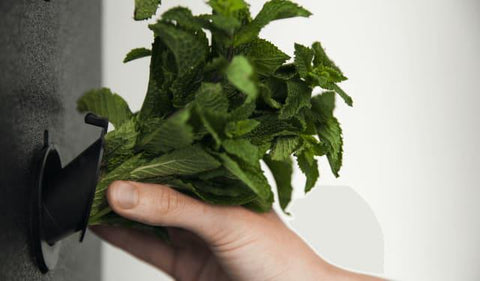 Hydroponic Mint In Indoor Gardening Unit