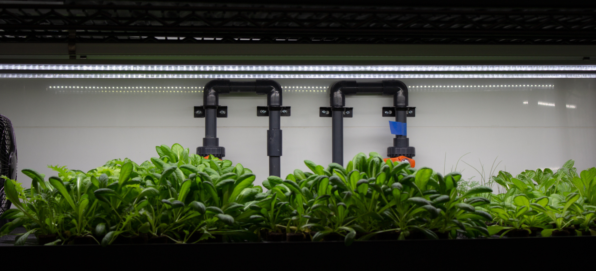 A variety of leafy greens illuminated by LED lights.