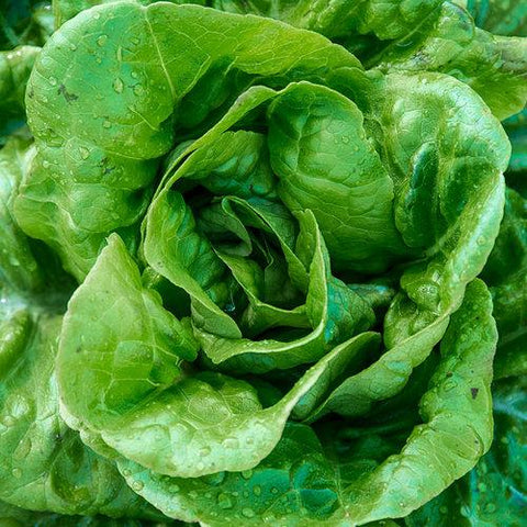 buttercrunch_lettuce