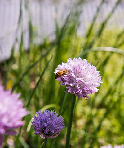 chives-bees-pollinators-indoor-urban-agrictulre