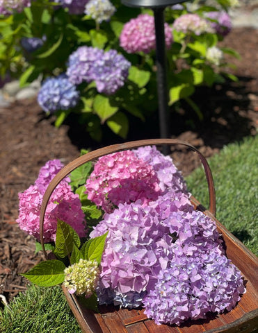 Hydrangeas Floral Craft Alfresco by Diga Linda