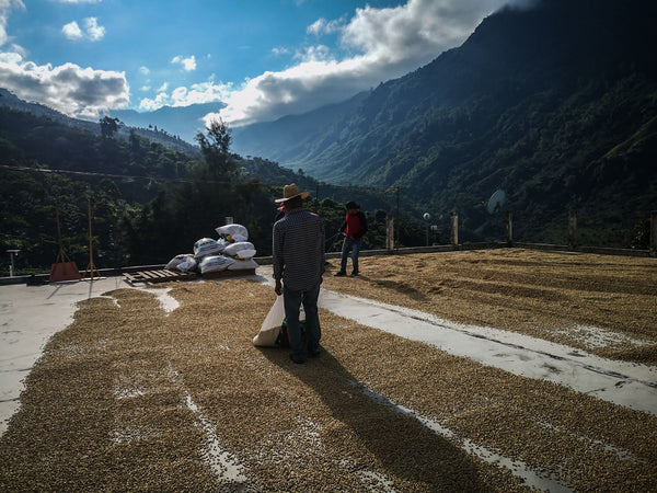 mexico coffee producer