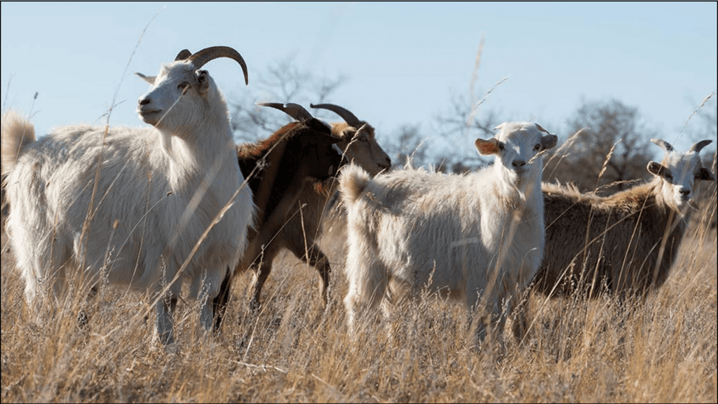 cashmere goats