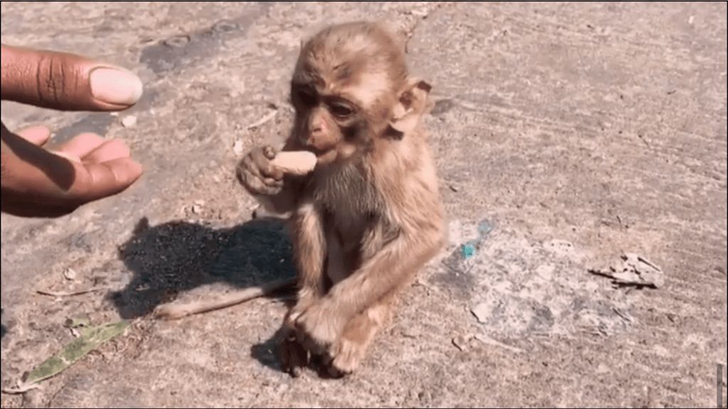 jaipur monkey temple