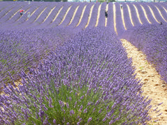 lavender fields in france
