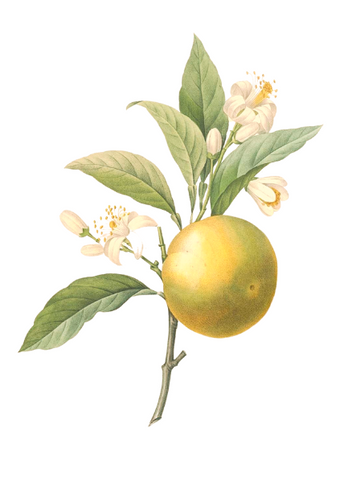 Bergamot Essential Oil