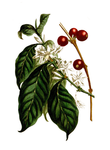 coffee extract