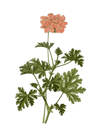 Geranium essential oil