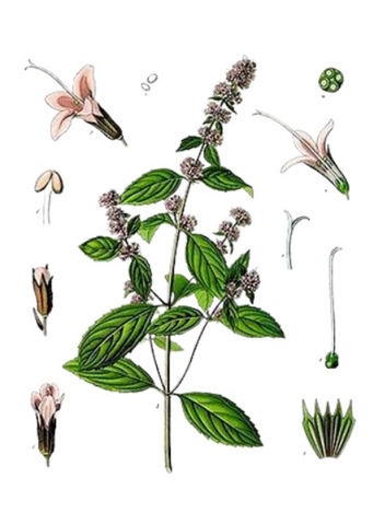 Patchouli Essential Oil