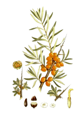 Sea Buckthorn Berry Extract