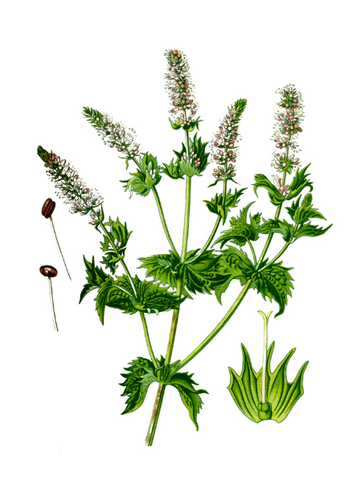 Spearmint Essential Oil