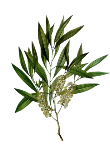 Tea Tree Essential Oil