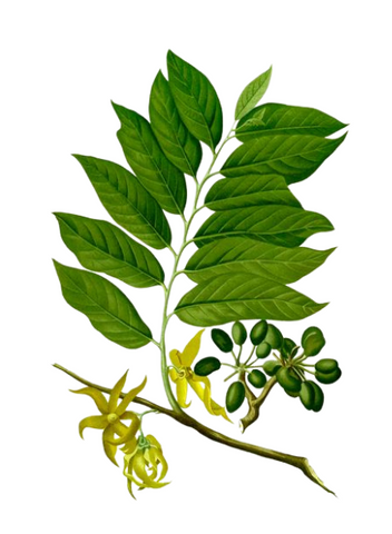 Ylang Ylang Essential Oil