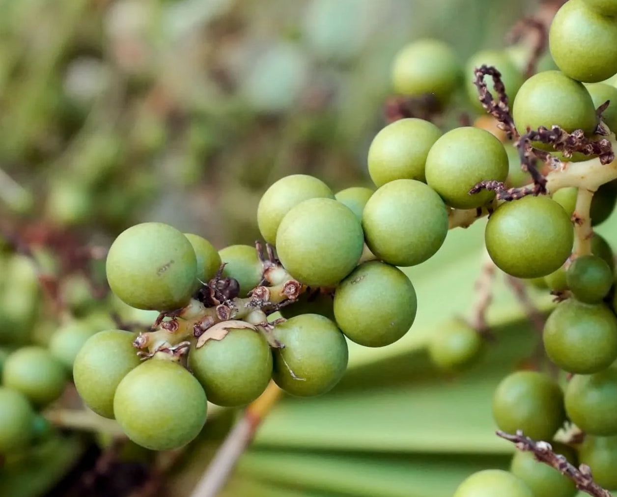 Saw palmetto berries