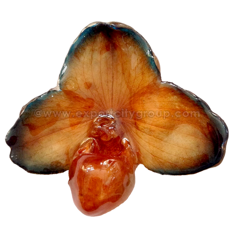 Paphiopedilum Concolor Orchid Jewelry Pendant (Orange Black)