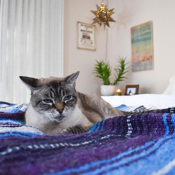Our rescue cat Maui loves napping on a Bohemian Fiesta Blanket - Davis Taylor Trading Co