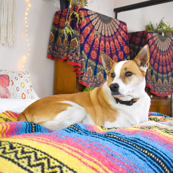 Our rescue pup Indy always shares the bed with us!