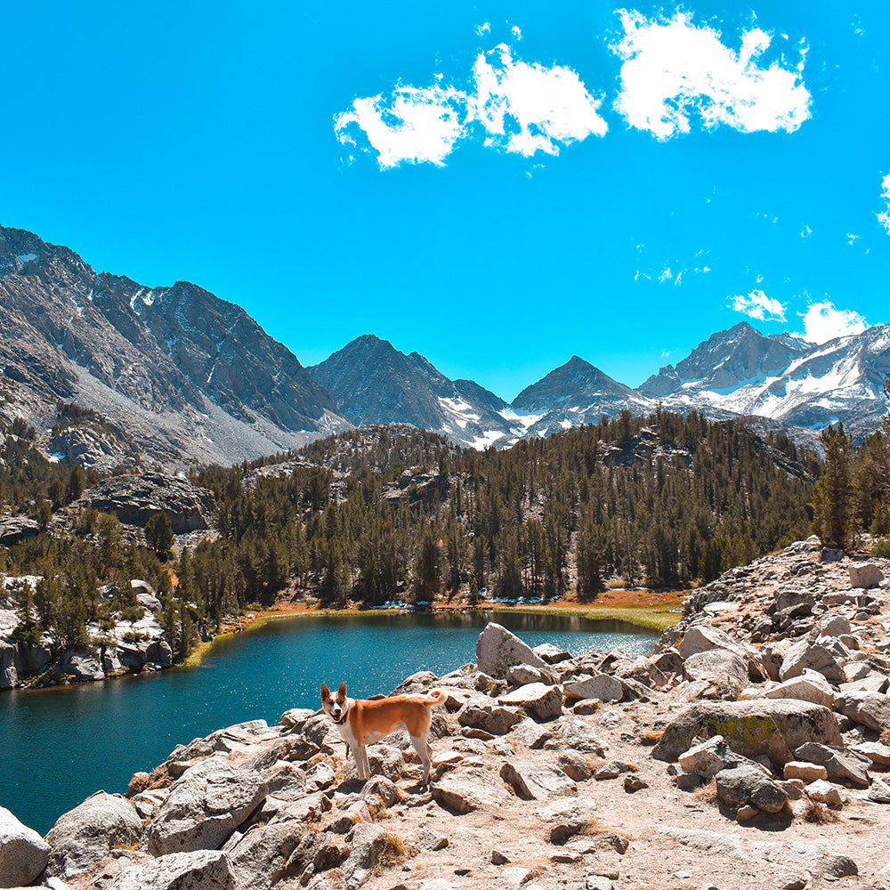 Hiking with dogs is my happy place! Exploring Little Lakes Valley Trail in October - Fall road trip with Davis Taylor Trading Co.