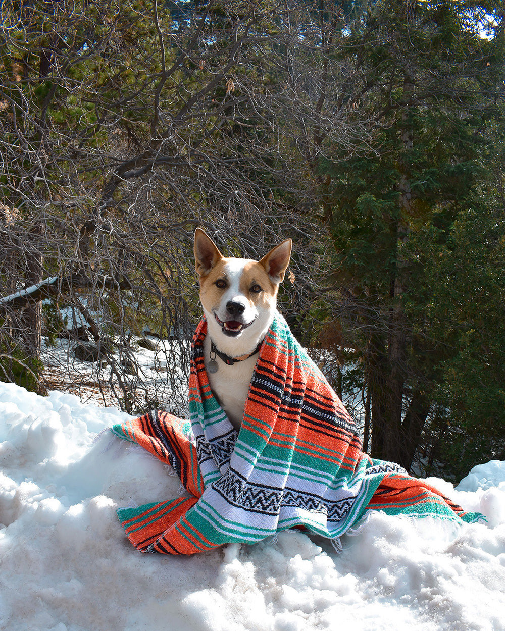 (Wo)man’s Best Friend -- There is nothing like a dog to help keep you warm and cozy when its cold outside. A good dog will snuggle with you in bed or on the couch. They will get you out of the house for a brisk walk, which helps warm you up and burn those calories; It’s a win win for you and the dog! 