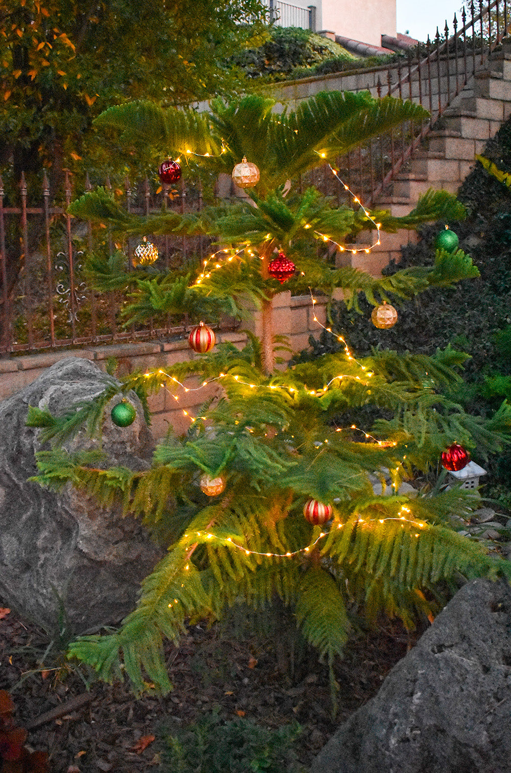 All grown up - Our tiny living Christmas tree from college is now a full size tree in the backyard 15 years later! Davis Taylor Trading Co.