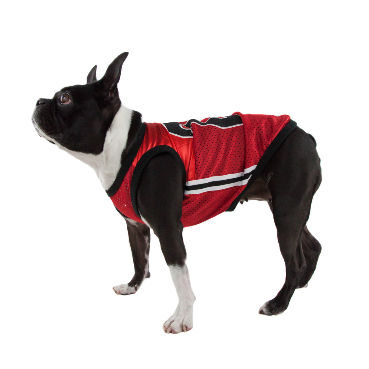 dog basketball jersey