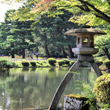 Green Kenrokuen garden in summer