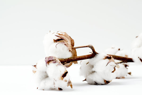 Organic Cotton vs. Regular Cotton: Why it's Better? - Cariki