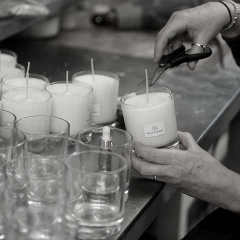 Black and white image of soy wax candles in glass containers and pair of hands snipping natural cotton wicks on on work bench