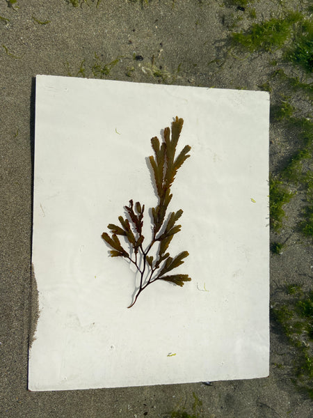 Seaweed frames on the beach