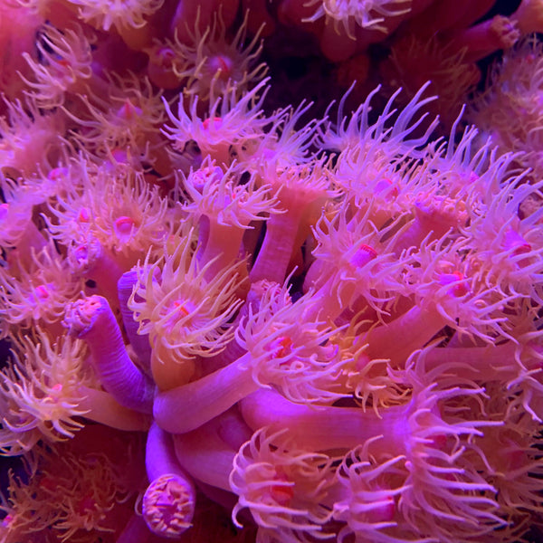 hot pink sea anenomes