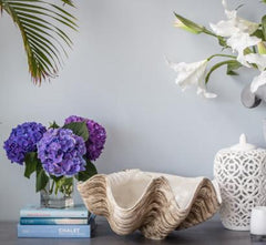 Decorative accessories-giant clam shell-cream cornwall