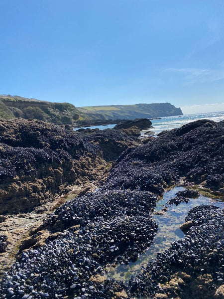 mussels on the rocks at low tide