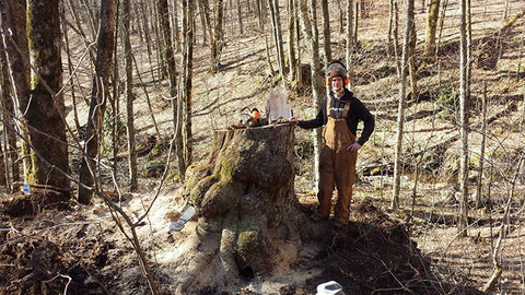 Collecting a Large Burl