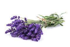 Lavender Sprig