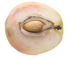 Peach Kernal