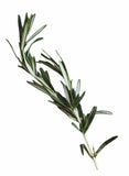 Fresh Rosemary twig