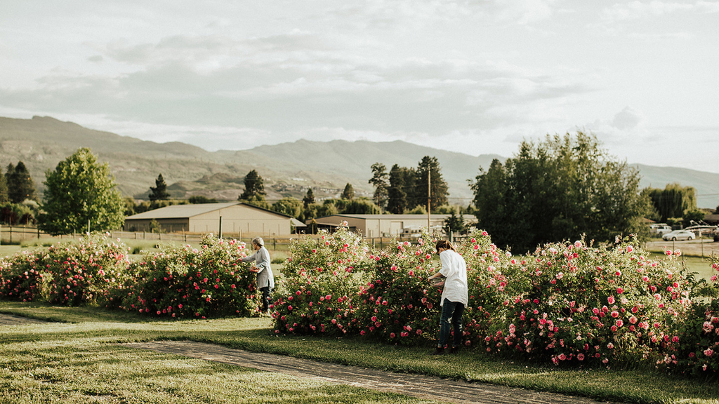 picking roses