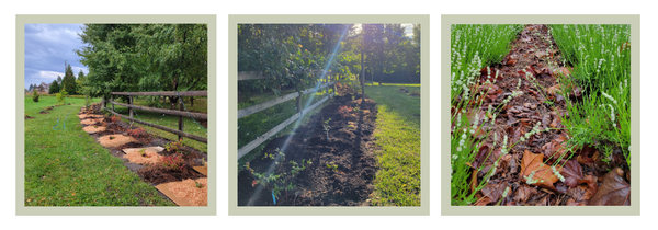 mulching plants and underplanting near trees to improve sustainability of the farm