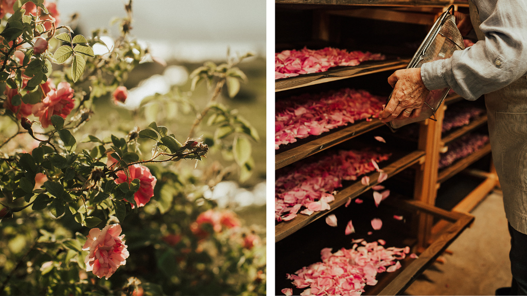 harvested rose petals off rose bush