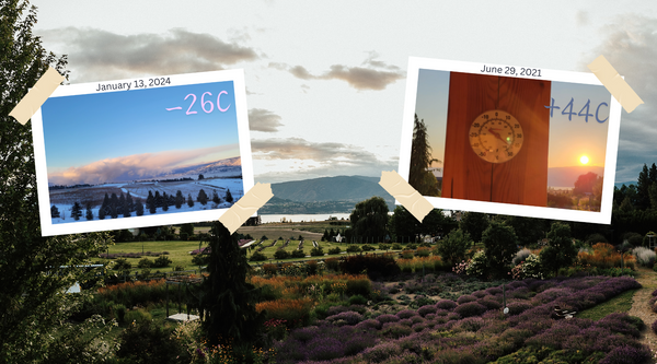 temperature extremes at Okanagan Lavender and Herb Farm