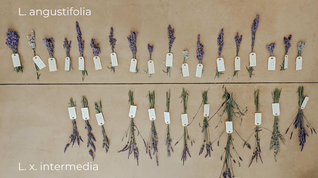 Lavender varieties