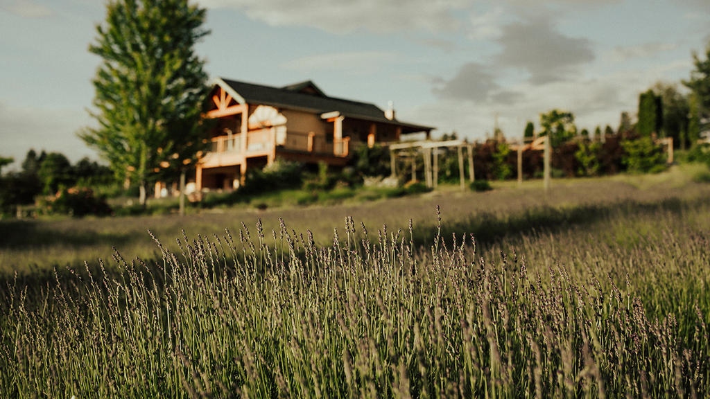 early lavender field