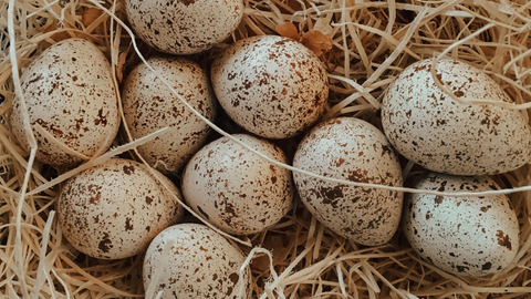 quail eggs