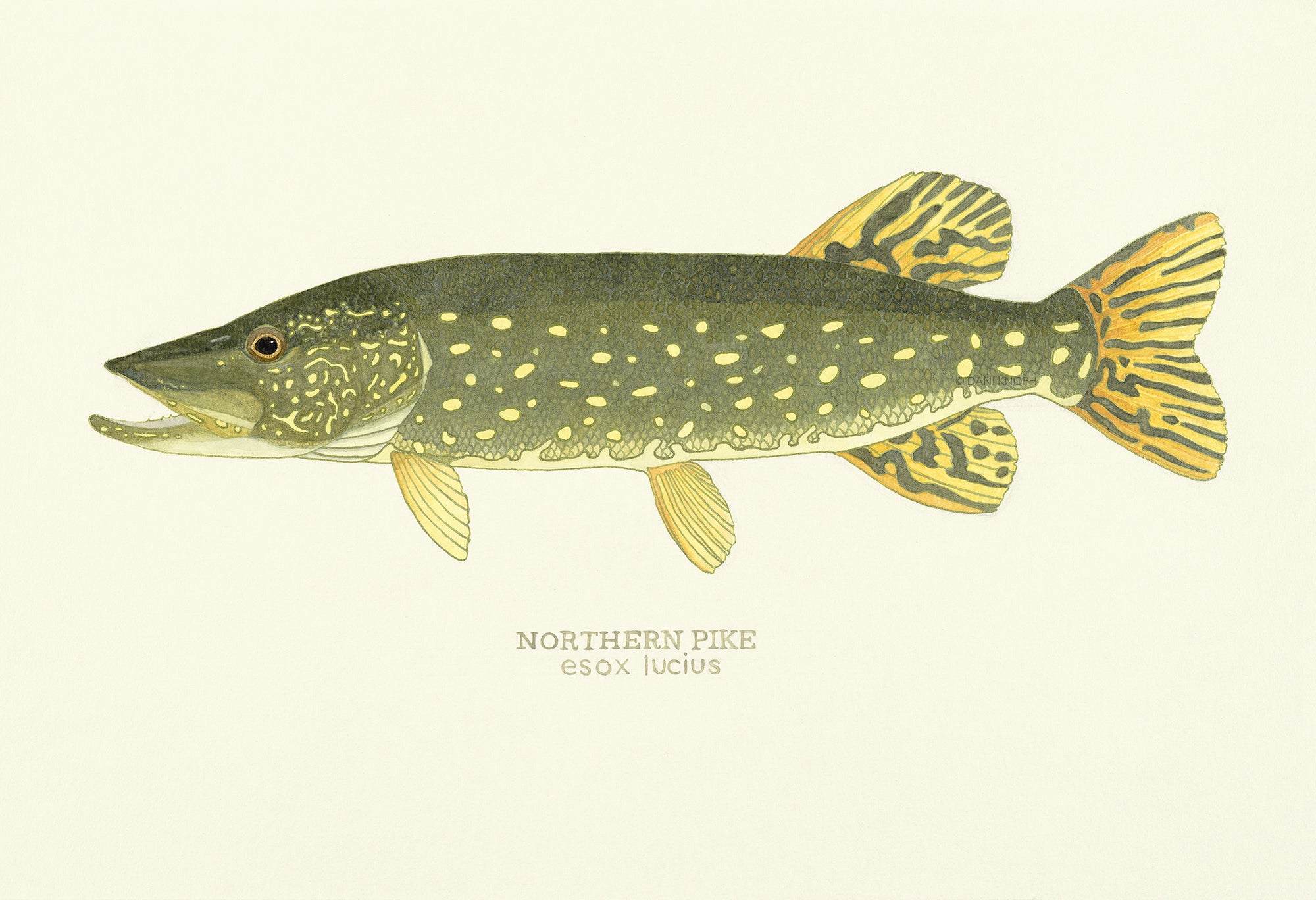 Northern Pike Print Dani Knoph Davis Wildlife Studio