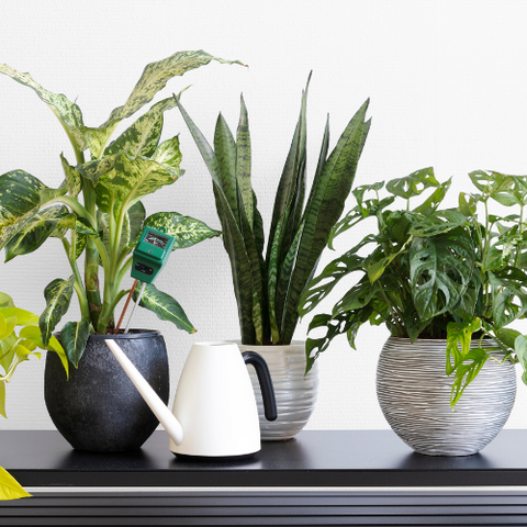Indoor Plants for pantry decoration