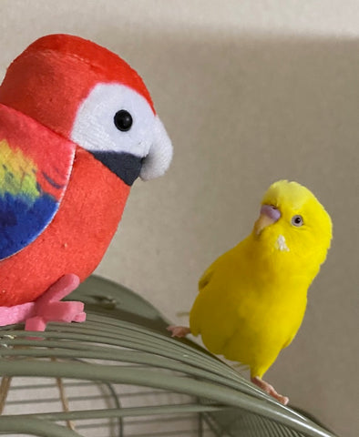 Tori-chan & Macaw
