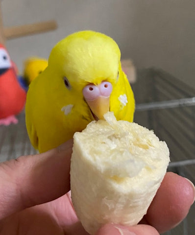 tori-chan and banana