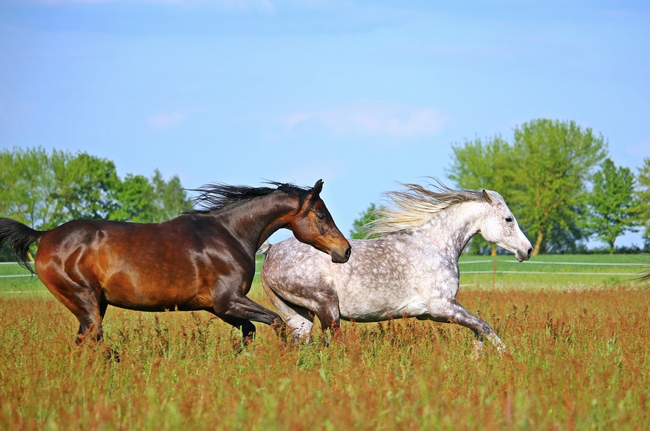 How Fast Can An Arabian Horse Run Prohorse