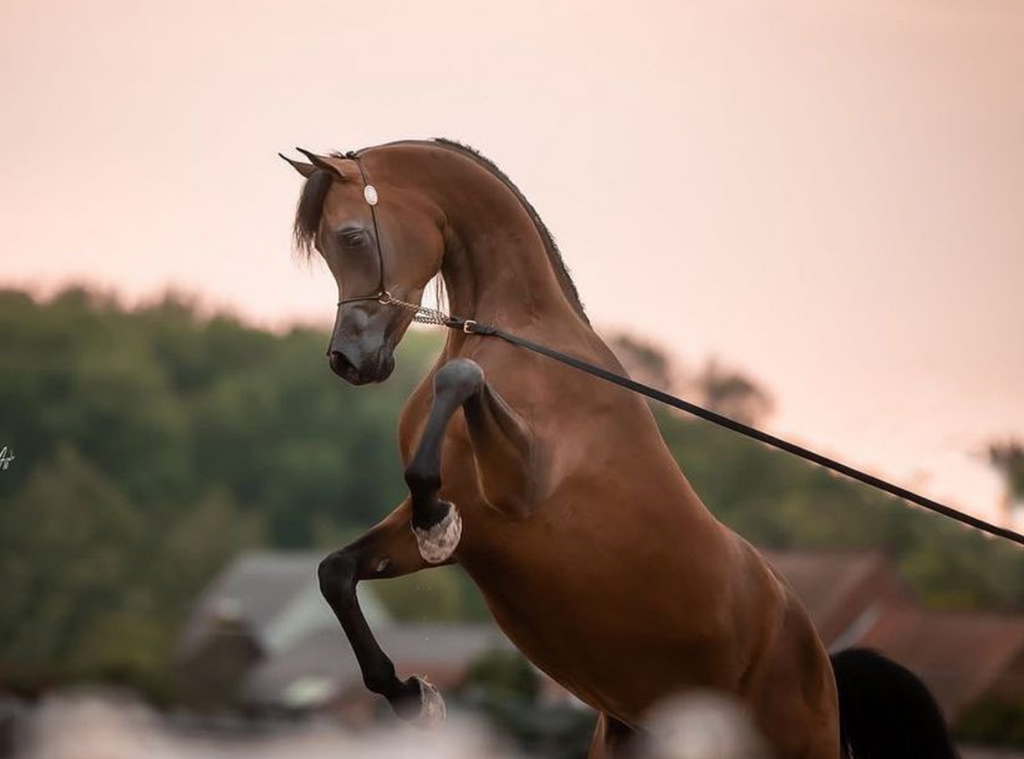 arabian-horse